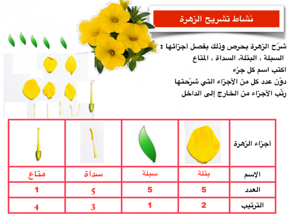 مذكرة الاختبار العملي لمادة العلوم الفصل الأول 