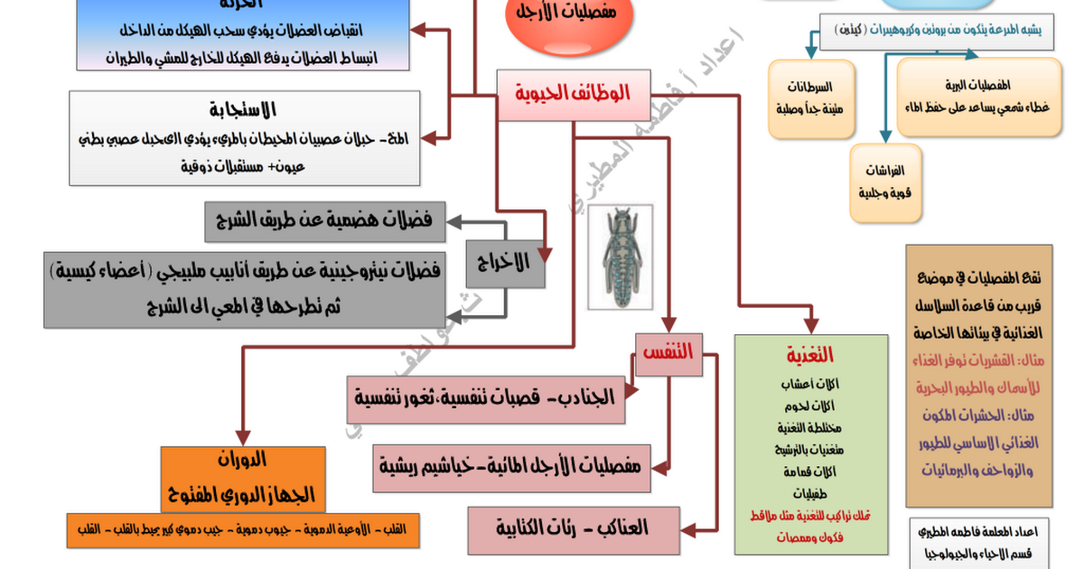 خريطة ذهنية لمفصليات الأرجل احياء عاشر الفصل الثاني مدرستي الكويتية