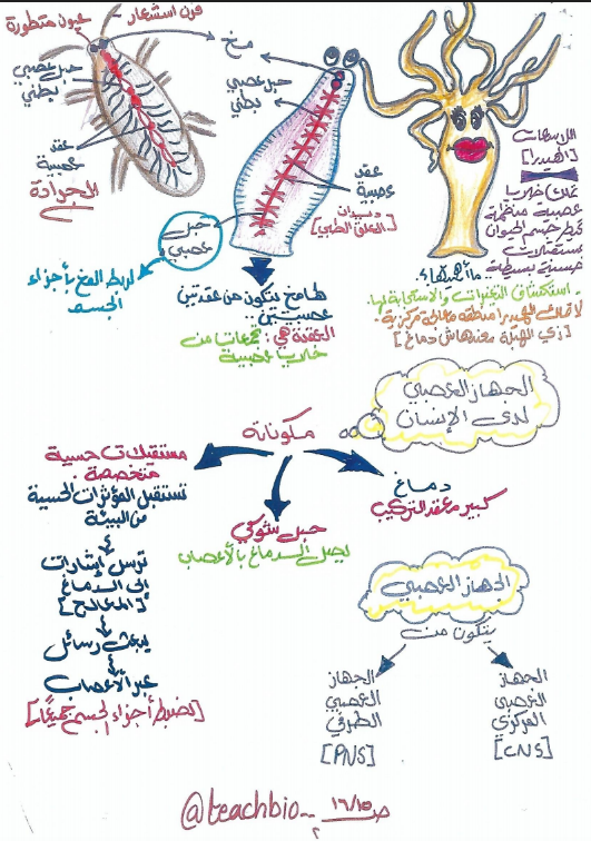 ملخص احياء للصف الثاني عشر الفصل الاول اعداد ايمان البراك