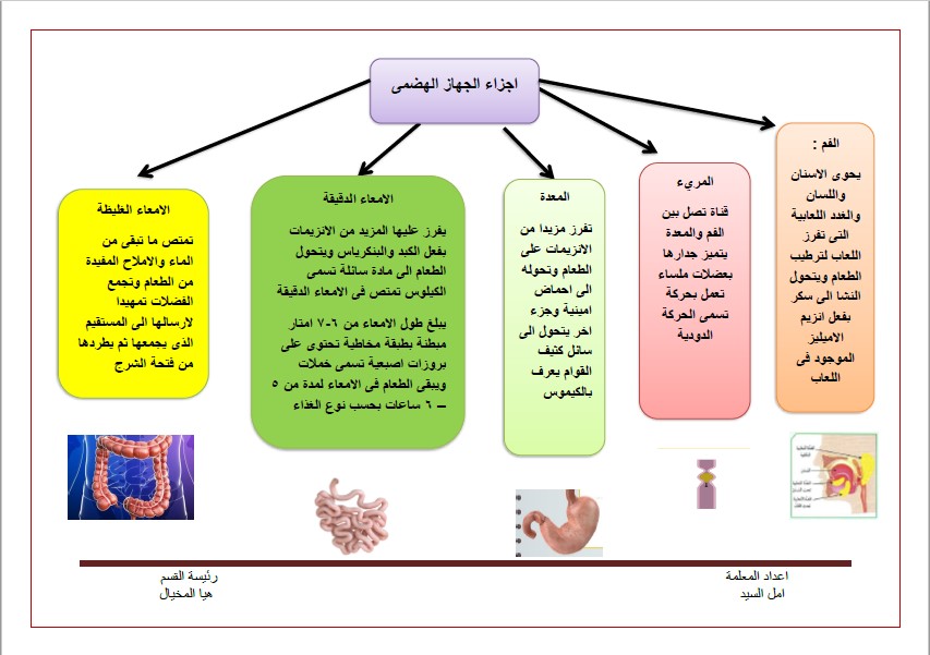 انفوجرافيك الجهاز الهضمي علوم الصف التاسع الفصل الثاني المعلمة أمل السيد