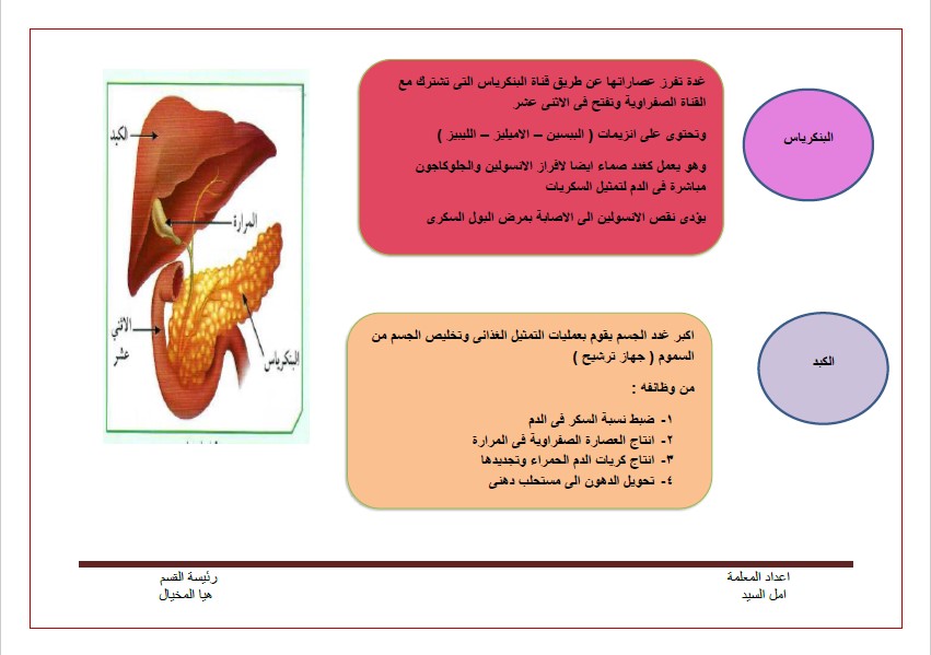 انفوجرافيك الجهاز الهضمي علوم الصف التاسع الفصل الثاني المعلمة أمل السيد